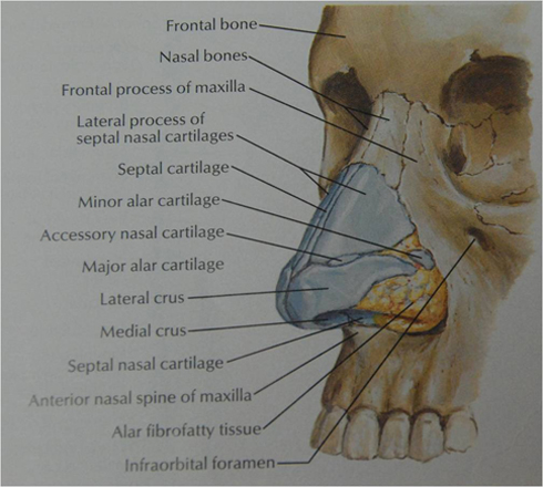 Nasal Hump | Bump Reduction