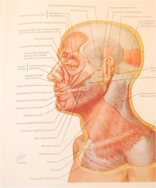 Anatomy Picture for Neck Lift Learn More by Bellevue | Seattle's Dr. Philip Young Anatomy Picture for Neck Lift Learn More by Bellevue | Seattle's Dr. Philip Young