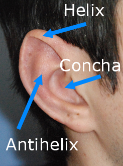Otoplasty Ear Landmarks Otoplasty Ear Landmarks