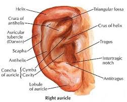 Outer Ear Anatomy Outer Ear Anatomy