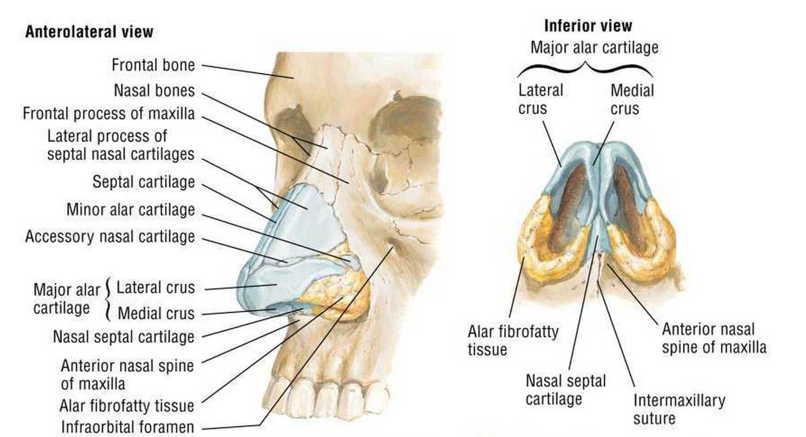 human nose bone anatomy