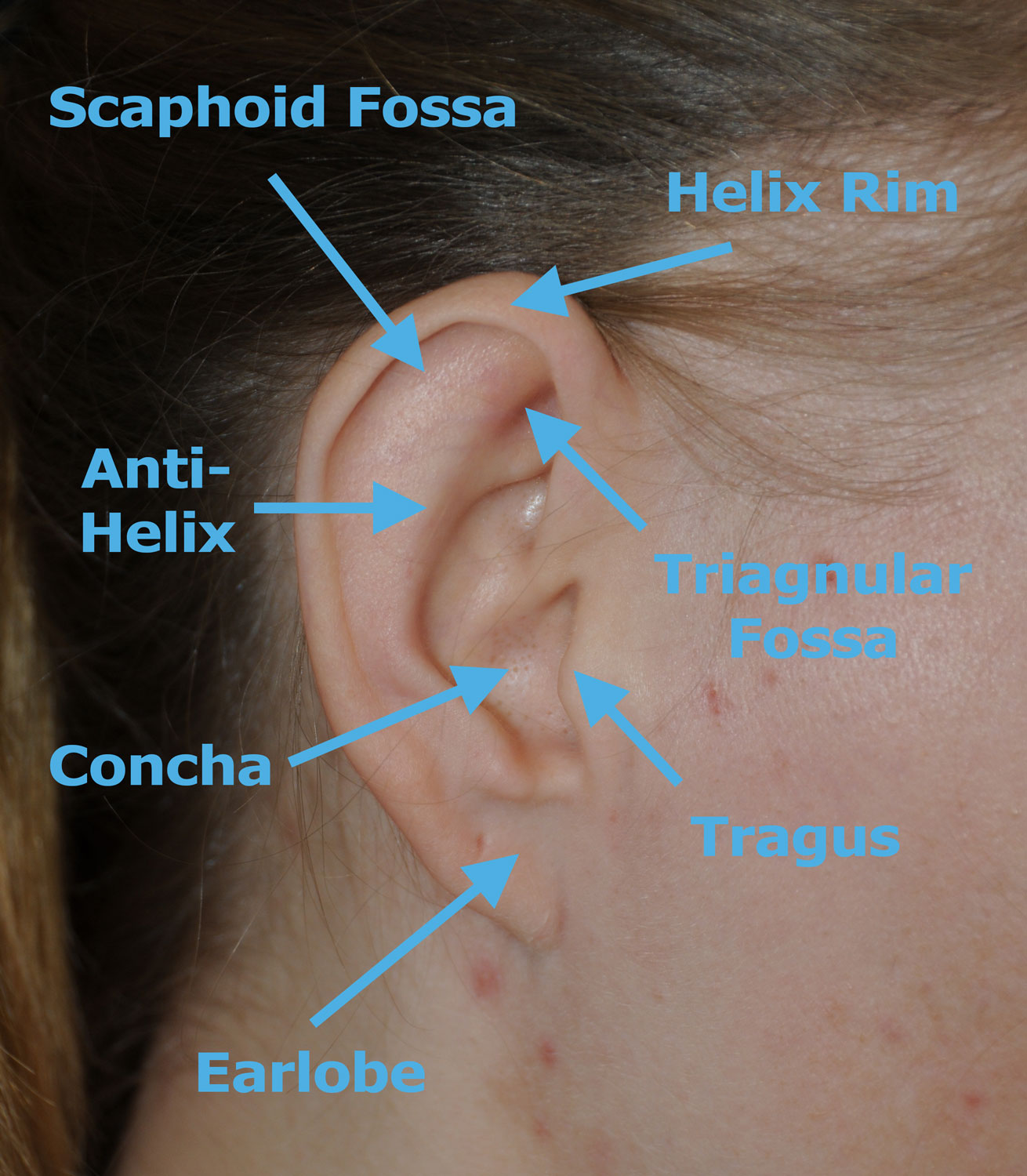 Ear Anatomy: Scaphoid Fossa, Triangular Fossa, Helix, Anti-Helix, Tragus, Earlobe, Concha